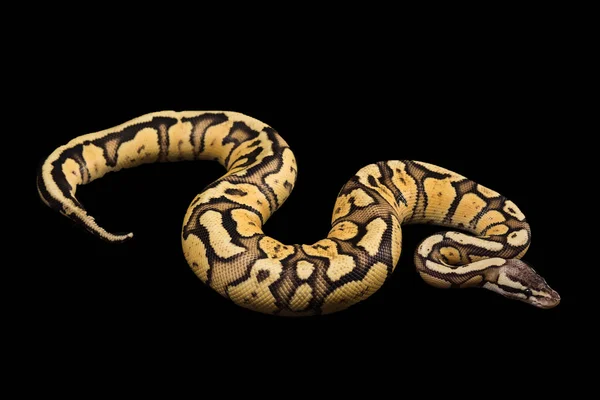 Женский Бал Python. Firefly Morph или Мутация — стоковое фото