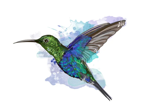 Акварель colibri птица — стоковое фото