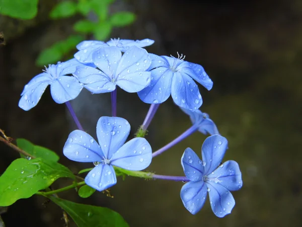 Мыс leadwort или голубой графит цветок — стоковое фото