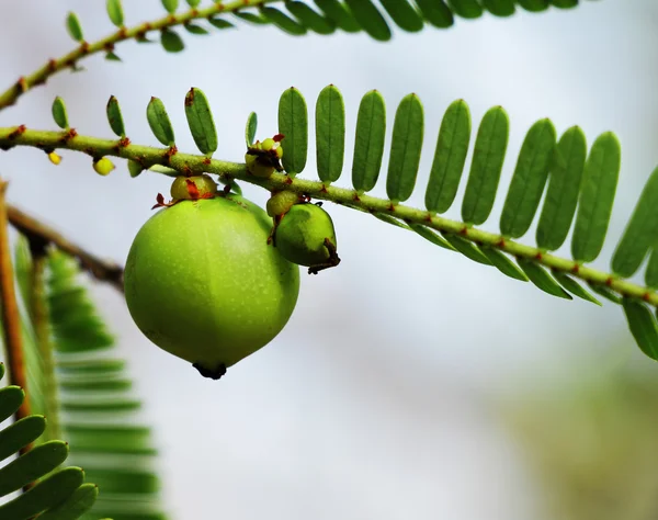 Phyllanthus emblica, индийский крыжовник — стоковое фото