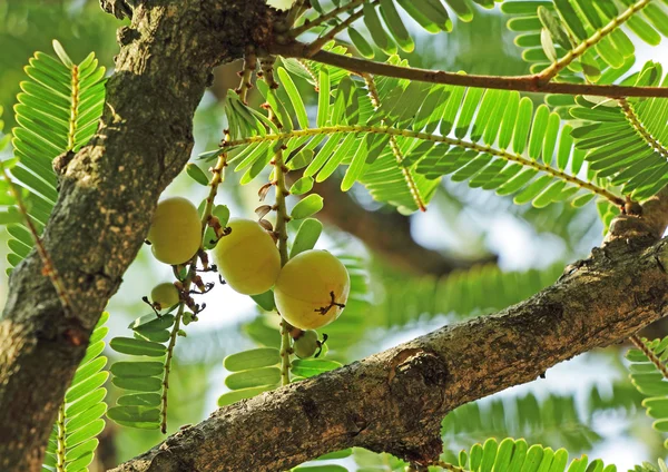 Индийский крыжовник, phyllanthus emblica — стоковое фото