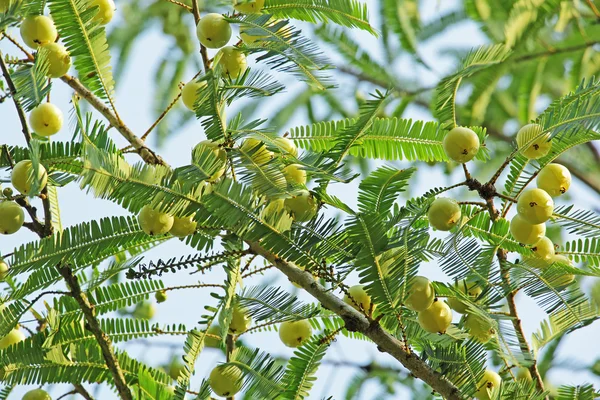 Индийский крыжовник, phyllanthus emblica — стоковое фото