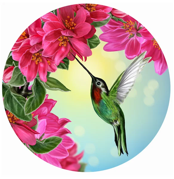 Маленькая яркая птица Колибри на фоне цветущих яблонь рая. Круг. Круглый. Картина — стоковое фото