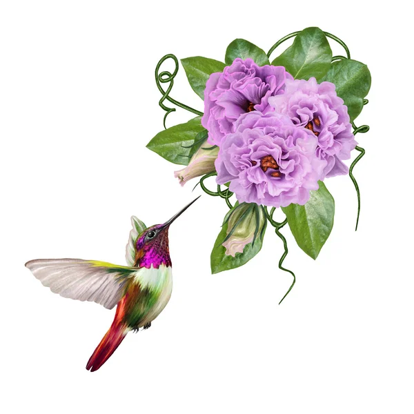 Маленькая птица колибри и филиал цветения сирени, розовые, фиолетовые розы. Изолированный, белый фон — стоковое фото