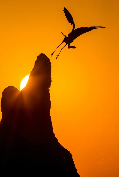 Цапля взлетает на закате — стоковое фото