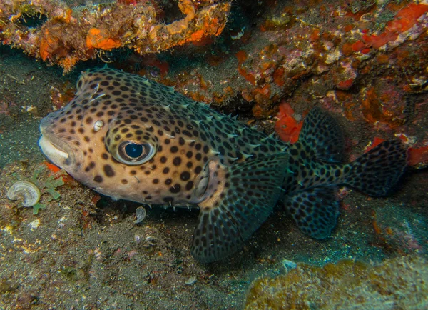Porcupinefish (Diodon hystrix) — стоковое фото