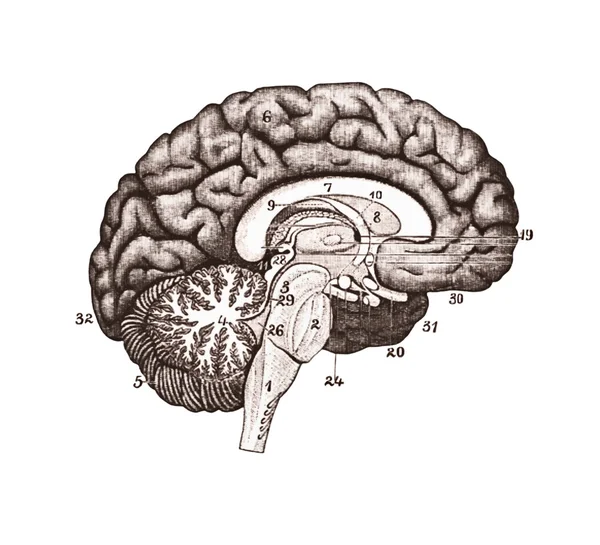 Иллюстрация участков мозга. Концепция анатомии мозга — стоковое фото