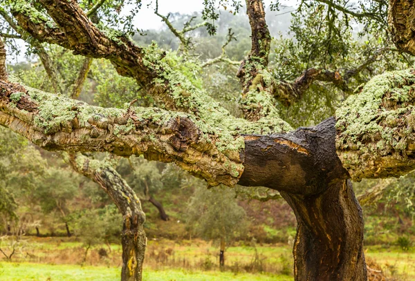 Пробковых дубов природных ресурсов пейзаж в Португалии — стоковое фото