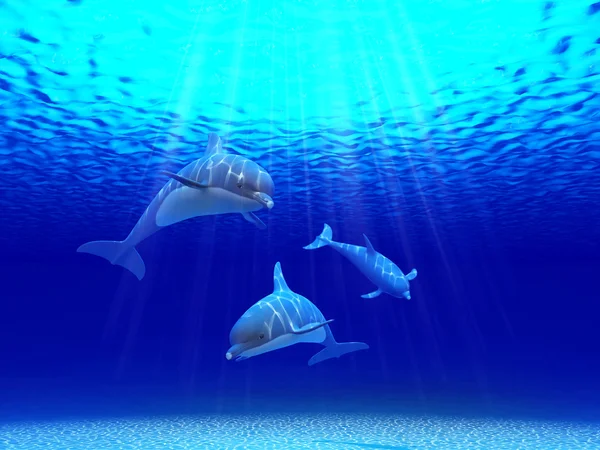 Три дельфина, купание в океане — стоковое фото