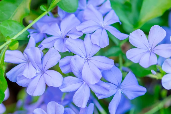 Красивый голубой мыс leadwort — стоковое фото