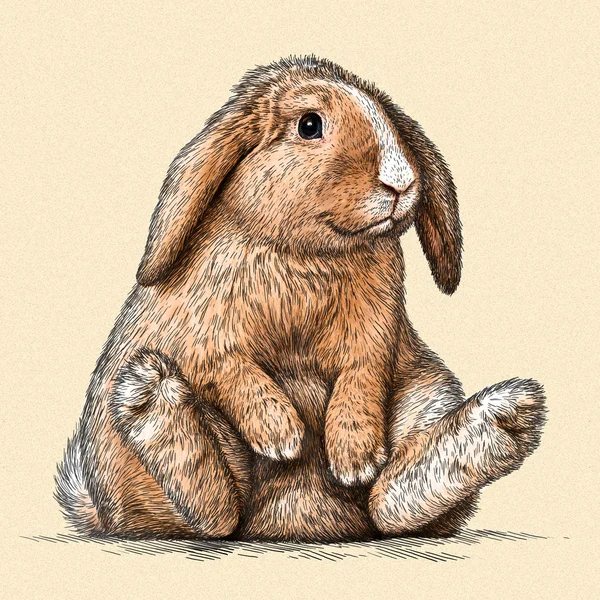 Выгравировать кролик иллюстрации — стоковое фото