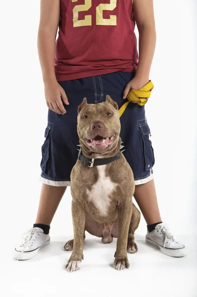 Подросток с питбуль собака — стоковое фото