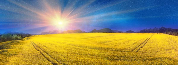 Желтый рапс поле под голубым небом — стоковое фото