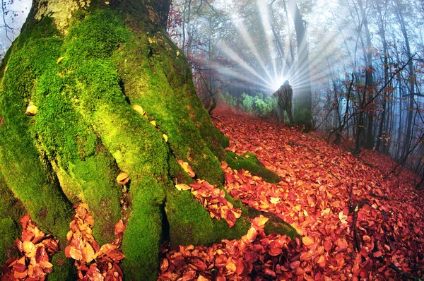Фея картина Волшебный лес — стоковое фото