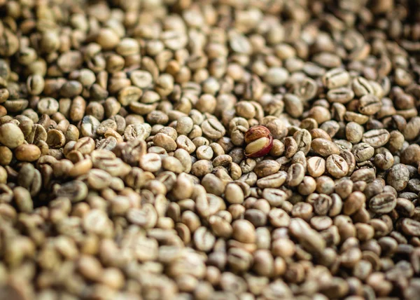 Естественный куница кофе в зернах — стоковое фото