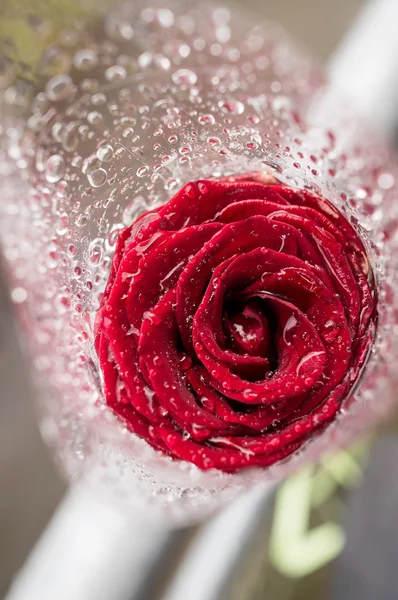 Красивая красная роза с росы — стоковое фото