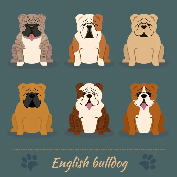 Different colors English Bulldog — стоковый вектор