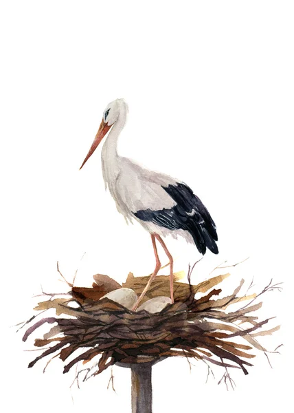 Акварель белый аист в гнезде, инкубационных яиц. Иллюстрация птица Ciconia, изолированные на белом фоне. Дизайн, печать или фон — стоковое фото