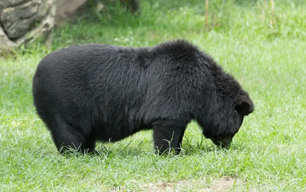Черный медведь в зоопарке Стоковое Изображение