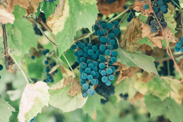 Пучки красного винограда вино Стоковое Фото