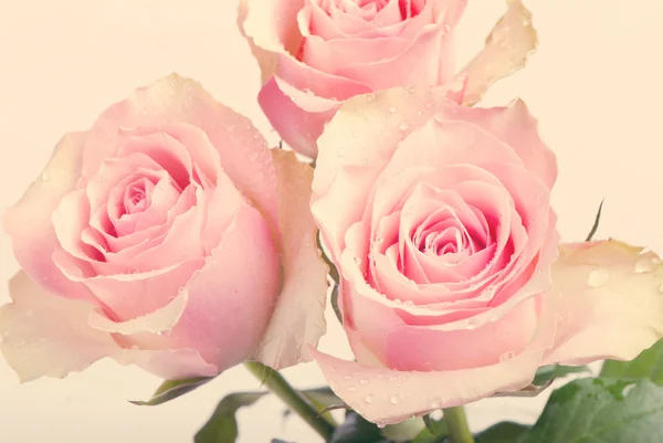 Три розовых роз — стоковое фото