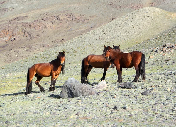HREE лошадей в горах Алтая — стоковое фото