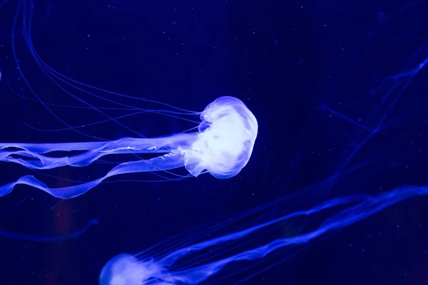 Красивая медуза — стоковое фото