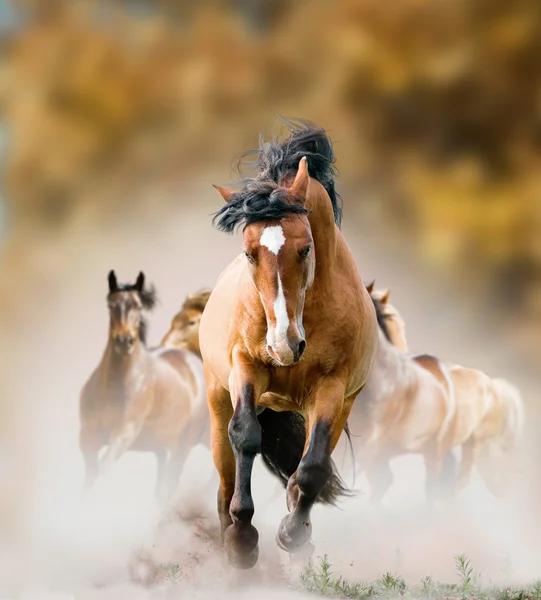 Диких коней бежит в осень — стоковое фото