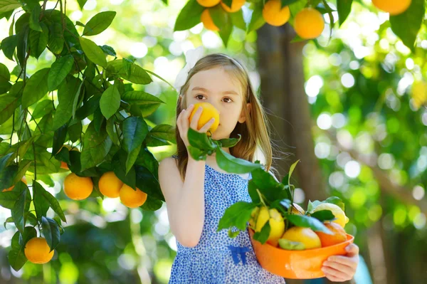 Девушка сбора свежих спелых апельсинов — стоковое фото