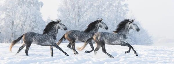 Табун лошадей галопом перебежать Снежное поле. — стоковое фото