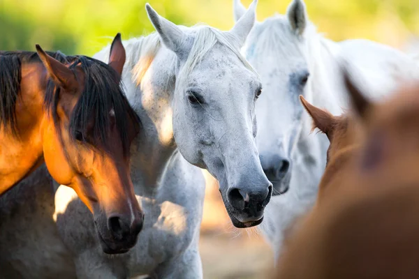 Группы лошадей, стоя вместе открытый — стоковое фото