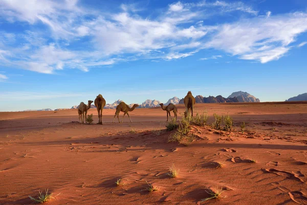 Верблюдов в пустыне Вади Рам Стоковая Картинка