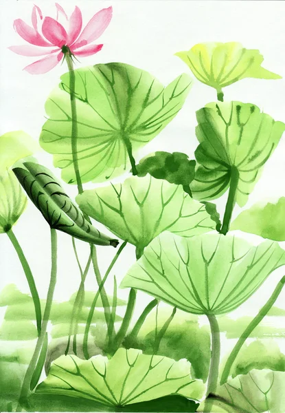 Лотос цветок акварельная живопись Стоковая Картинка