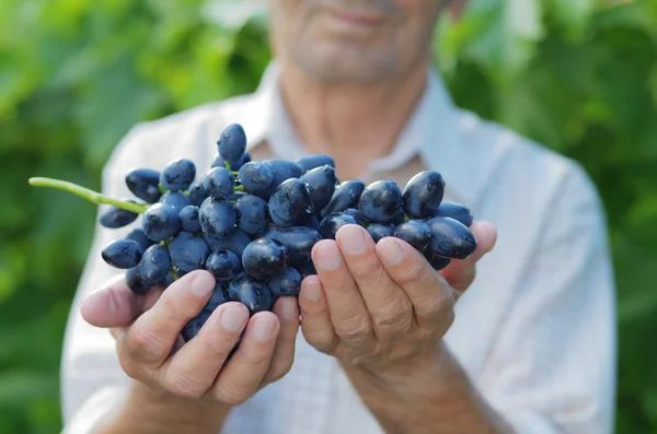 Старший счастливый фермер в винограднике — стоковое фото