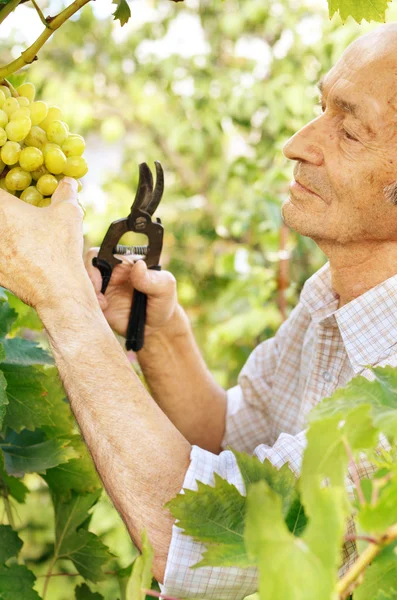 Старший фермер в винограднике — стоковое фото