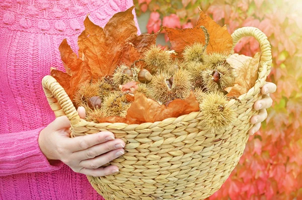 Осенью каштаны и листья в корзину — стоковое фото
