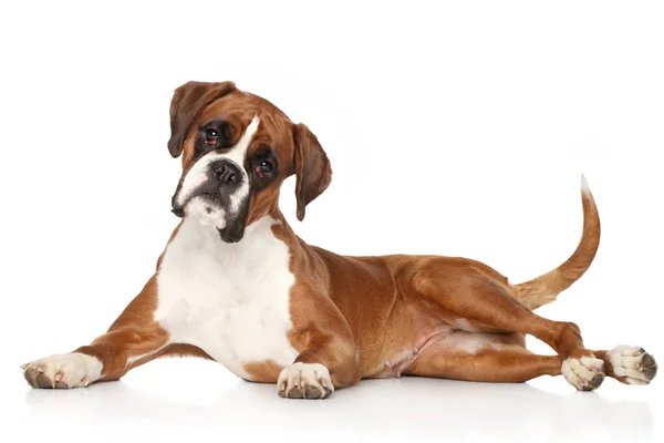 Собака боксера, лежащая на белом фоне — стоковое фото