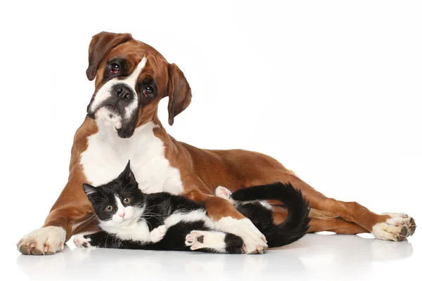 Кошка и собака вместе лежа на полу — стоковое фото