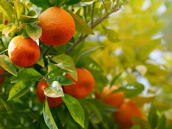 Апельсины на дереве — стоковое фото