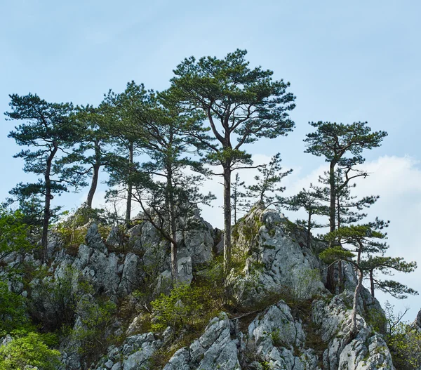 Pinus nigra на пике горы Лицензионные Стоковые Фото