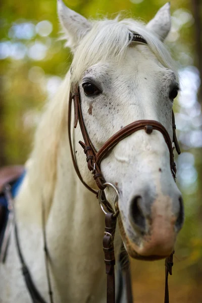 Красивая лошадь в лесу — стоковое фото
