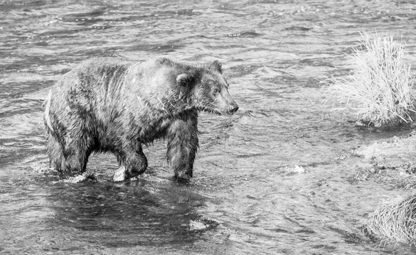 Бурый медведь на Аляске Лицензионные Стоковые Изображения