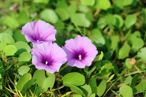 Фиолетовые цветы и зеленая трава на пляже Стоковое Фото