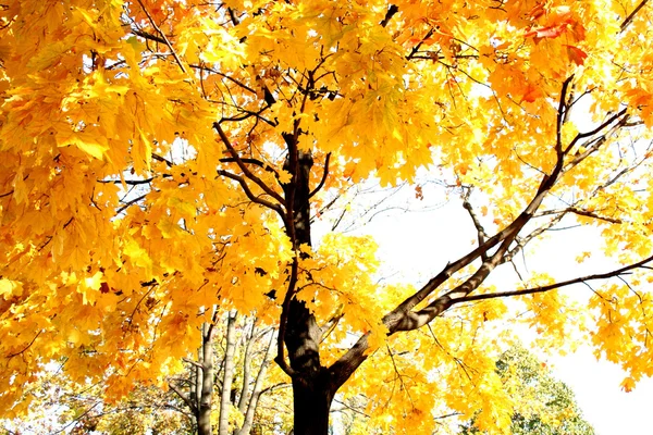 Деревья с желтыми листьями — стоковое фото