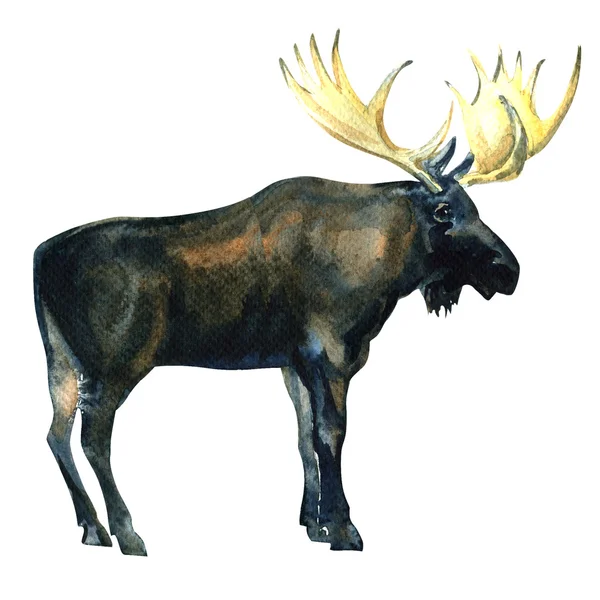 Дикого быка лося, Евразийский лося, Alces alces изолированные, Акварельные иллюстрации — стоковое фото