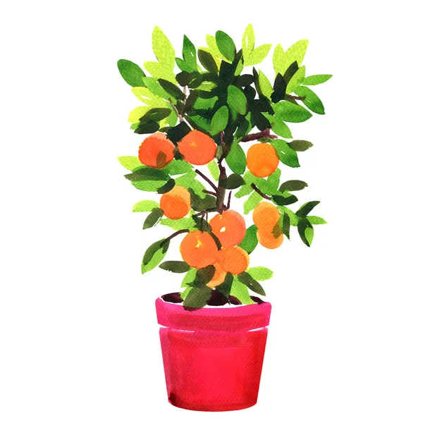 Мандарин или апельсинового дерева в горшок, Акварельные иллюстрации на белом — стоковое фото
