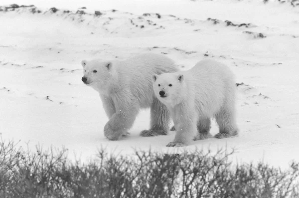 Белый медведь Черно-белое фото Стоковое Изображение