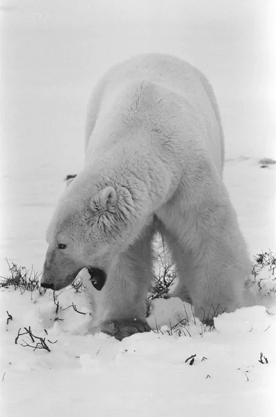 Белый медведь Черно-белое фото Лицензионные Стоковые Фото