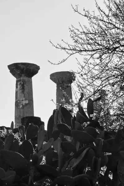 Колонны храма Геркулеса — стоковое фото