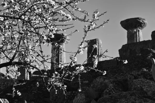 Миндальное дерево и храм Геркулеса — стоковое фото